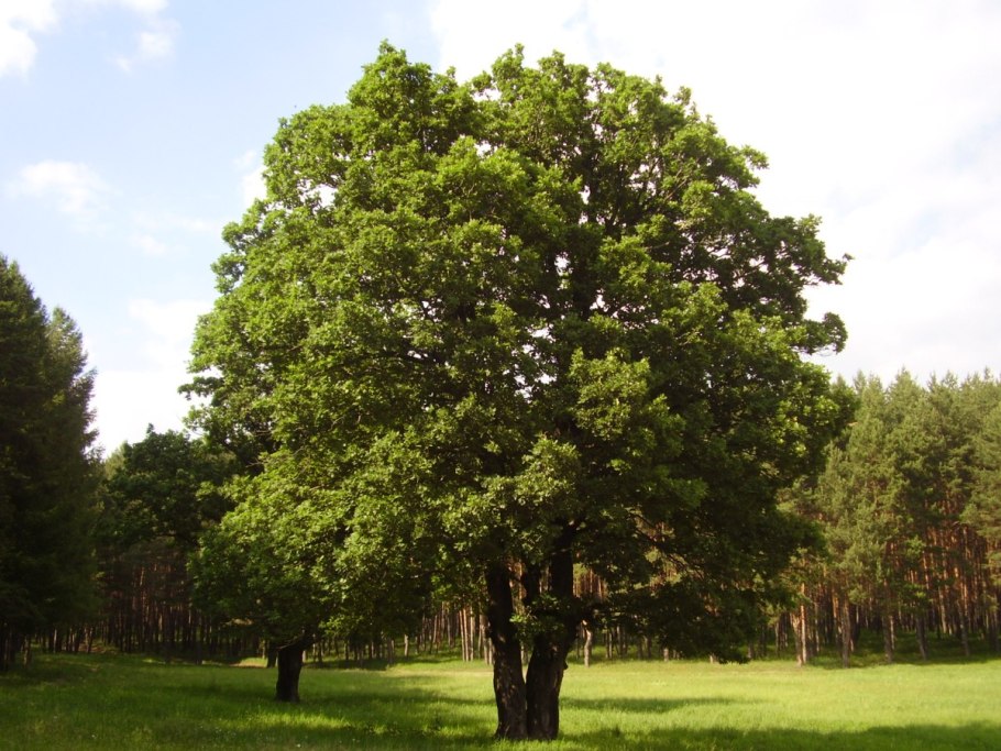 Береза ПОВИСЛАЯДУБ черешсатвц