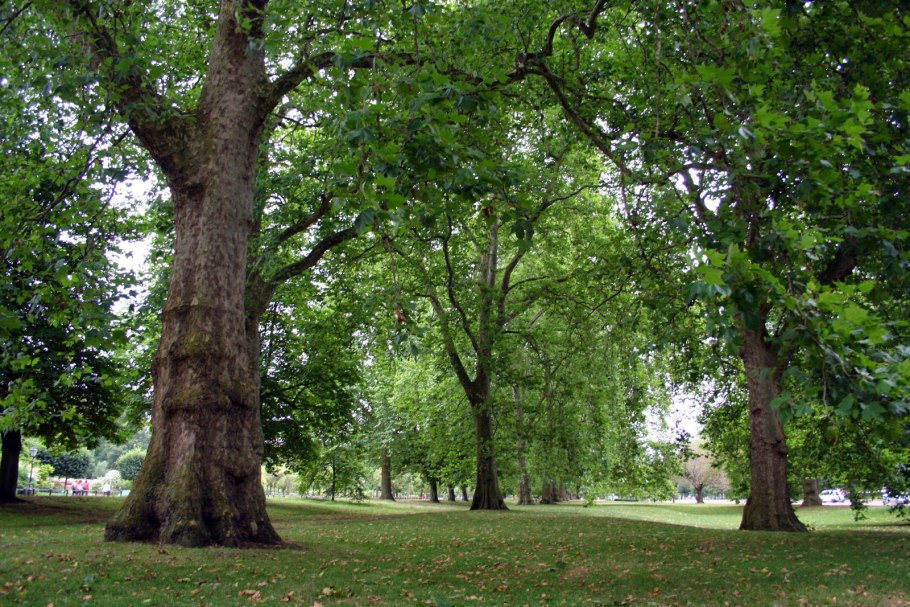 Вековой Лемузенский дуб