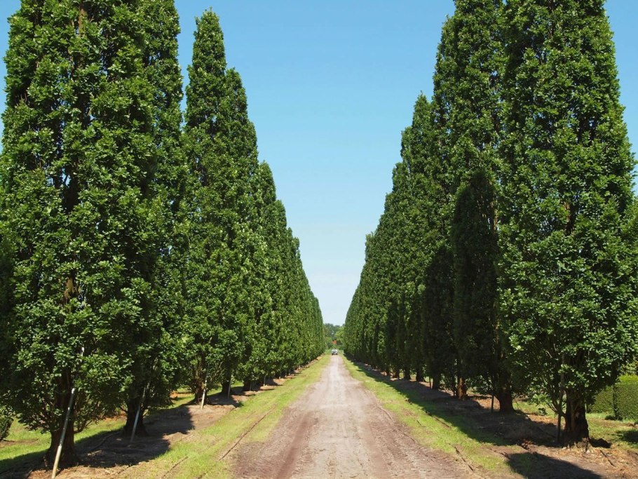 Дуб скальный Уэльский