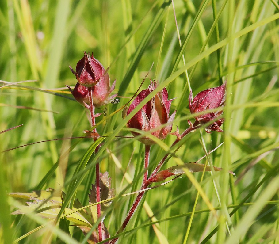 Сабельник болотный