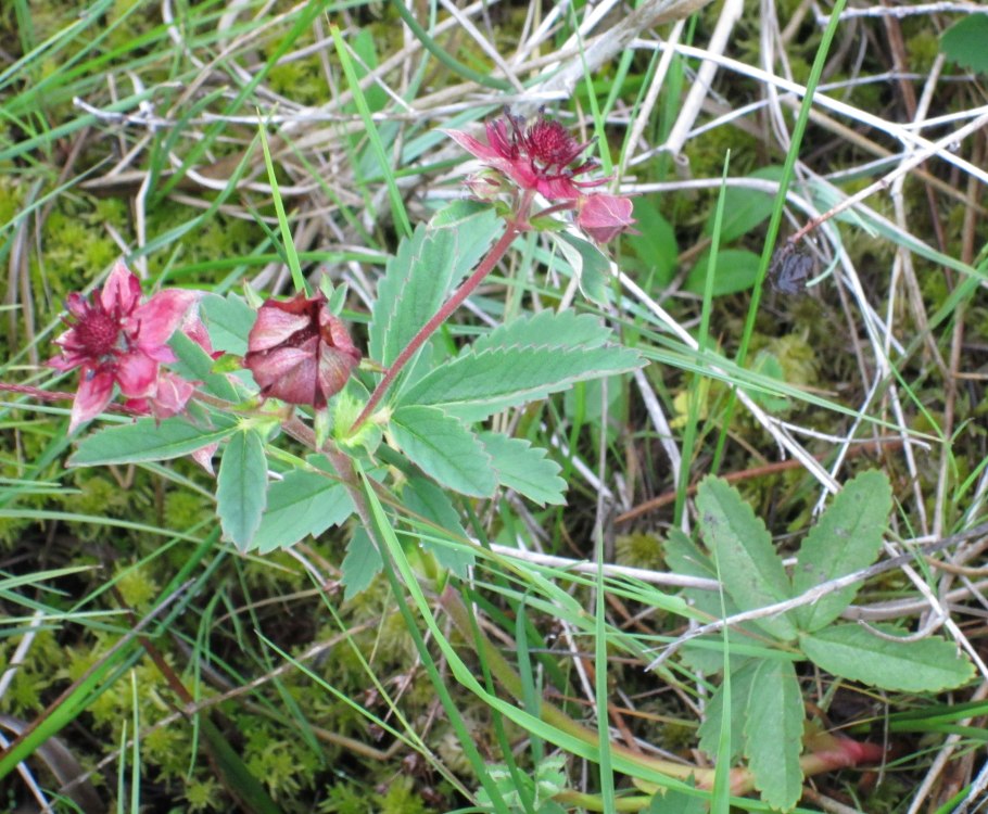 Сабельник цветок