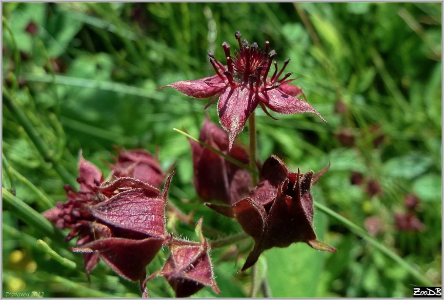 Сабельник болотный