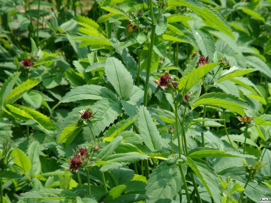 Растение сабельник болотный