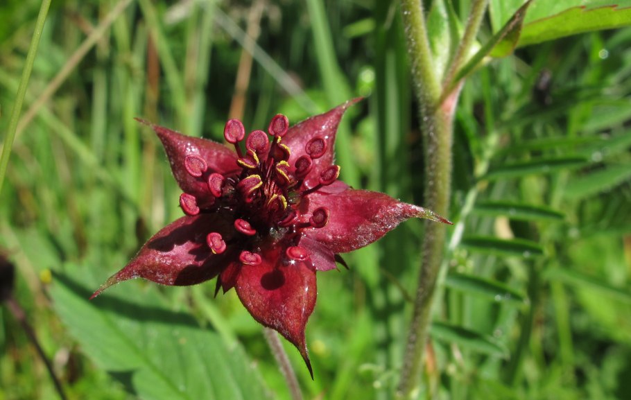Сабельник болотный листья
