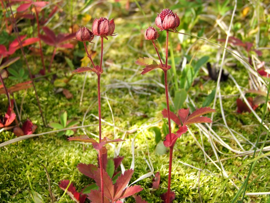 Сабельник болотный (Comarum palustre)