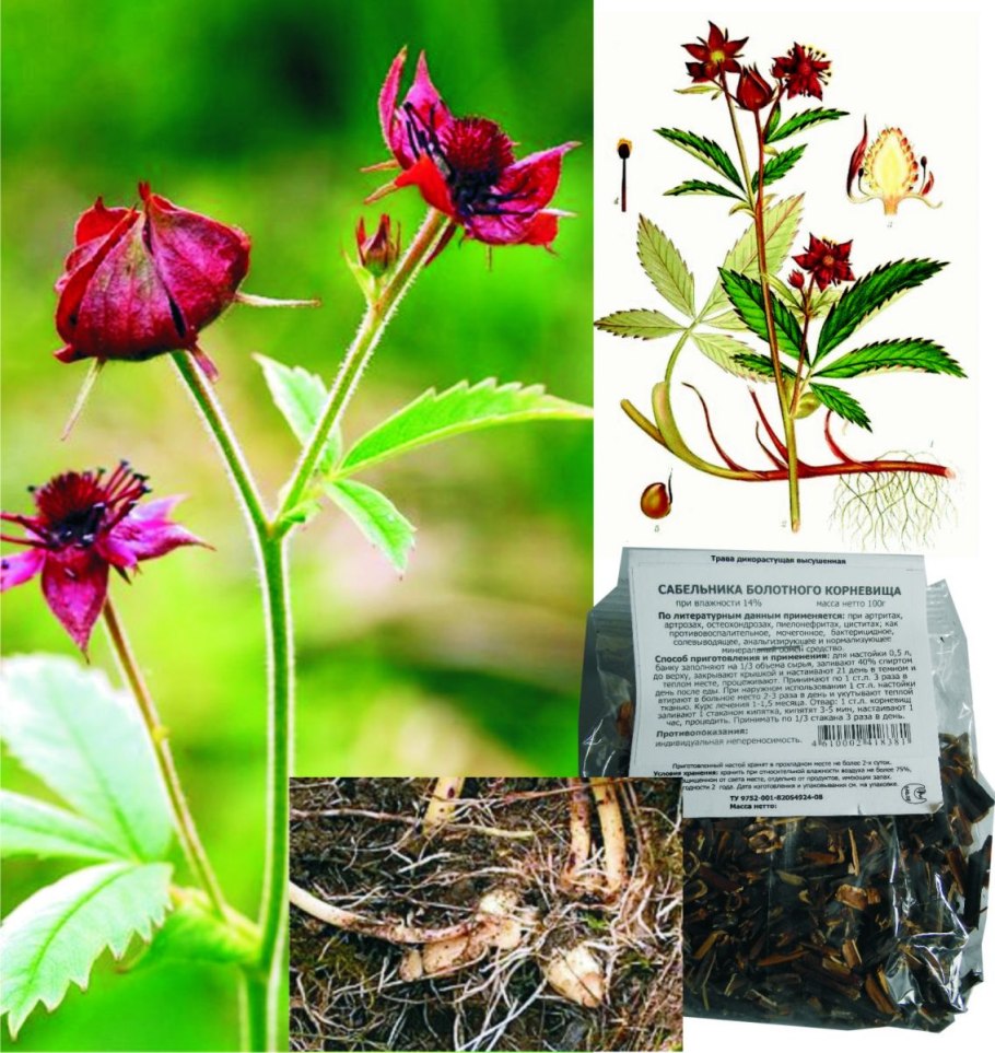 Определитель растений фото