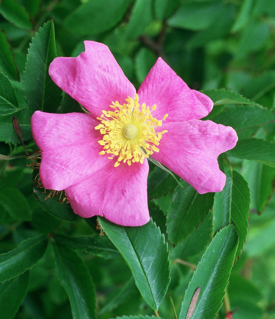 Rosa foliolosa