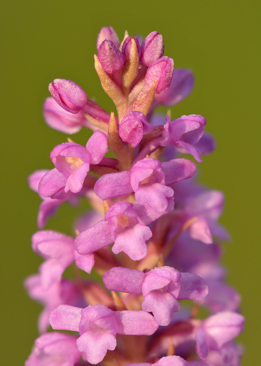 Gymnadenia conopsea