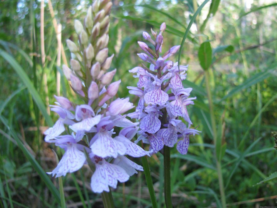 Gymnadenia conopsea
