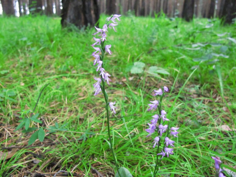 Gymnadenia conopsea (Кокушник длиннорогий, комарниковый