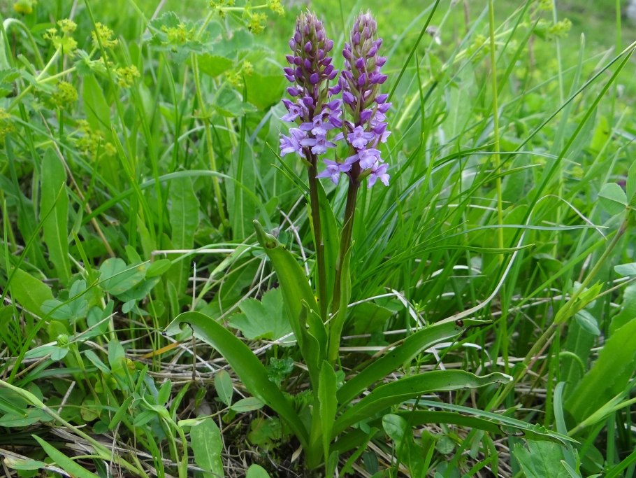 Gymnadenia conopsea