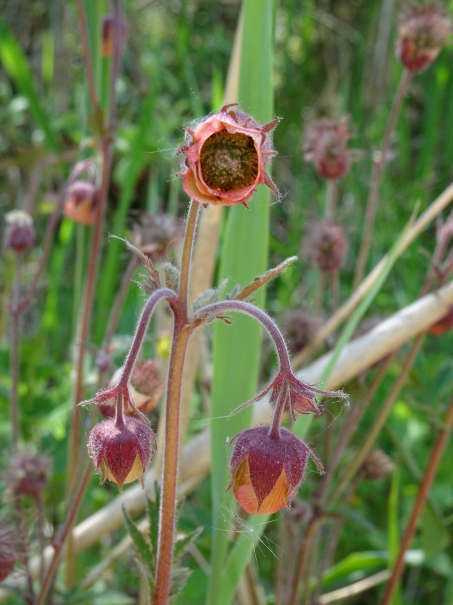 Гравилат Алеппский (Geum aleppicum