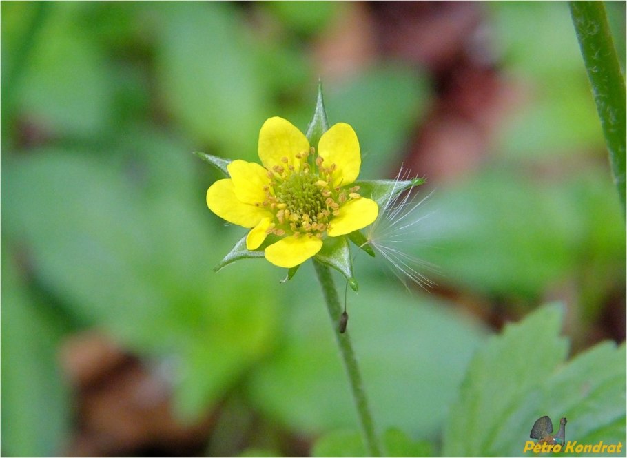 Geum coccineum Koi