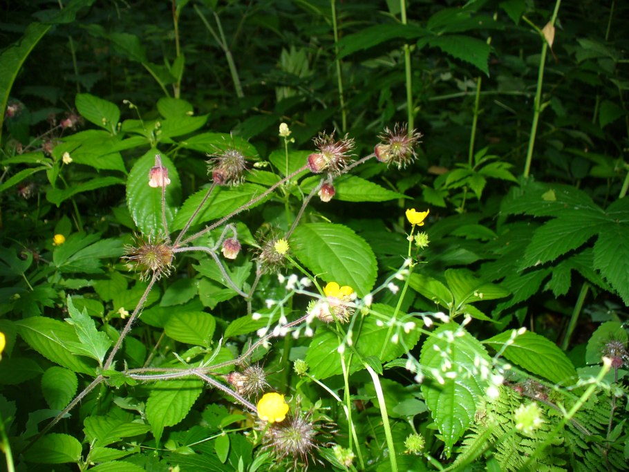 Гравилат городской (Geum urbanum)