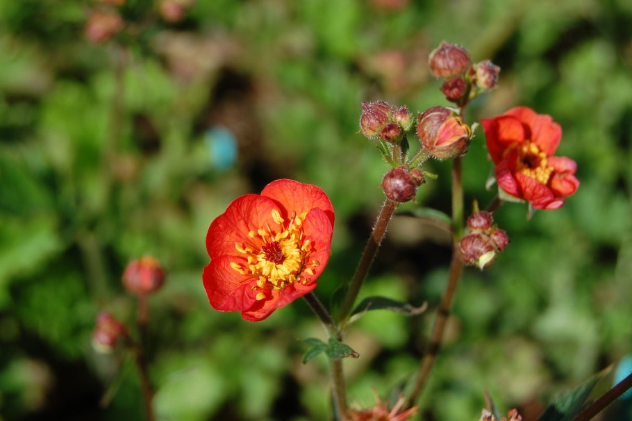 Гравилат городской (Geum urbanum)