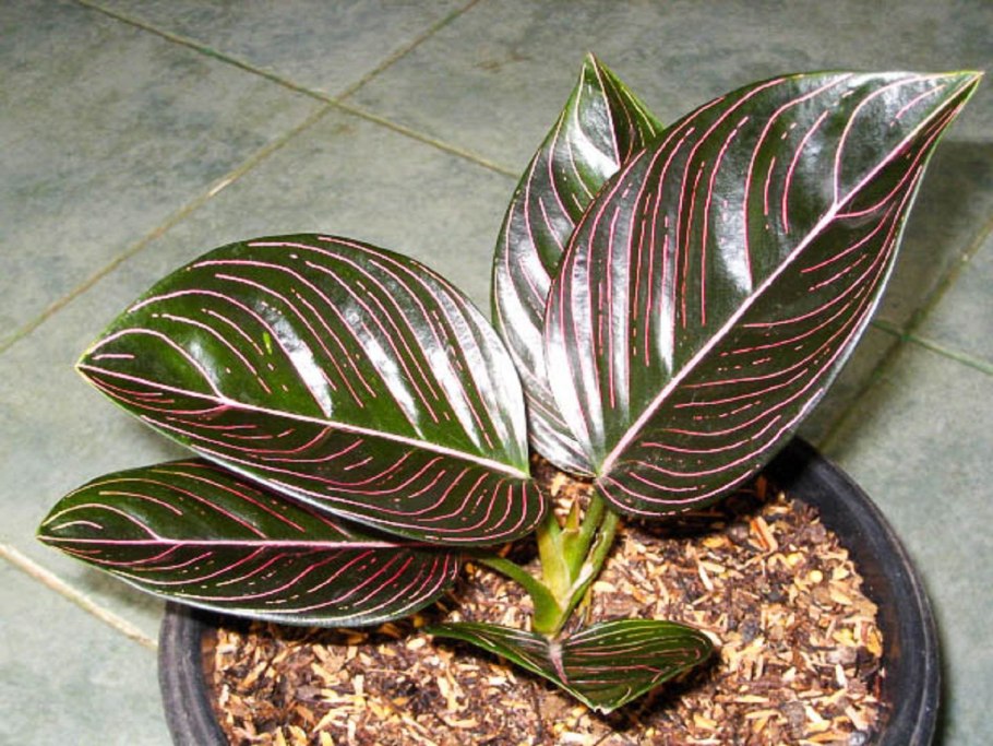 Aglaonema commutatum