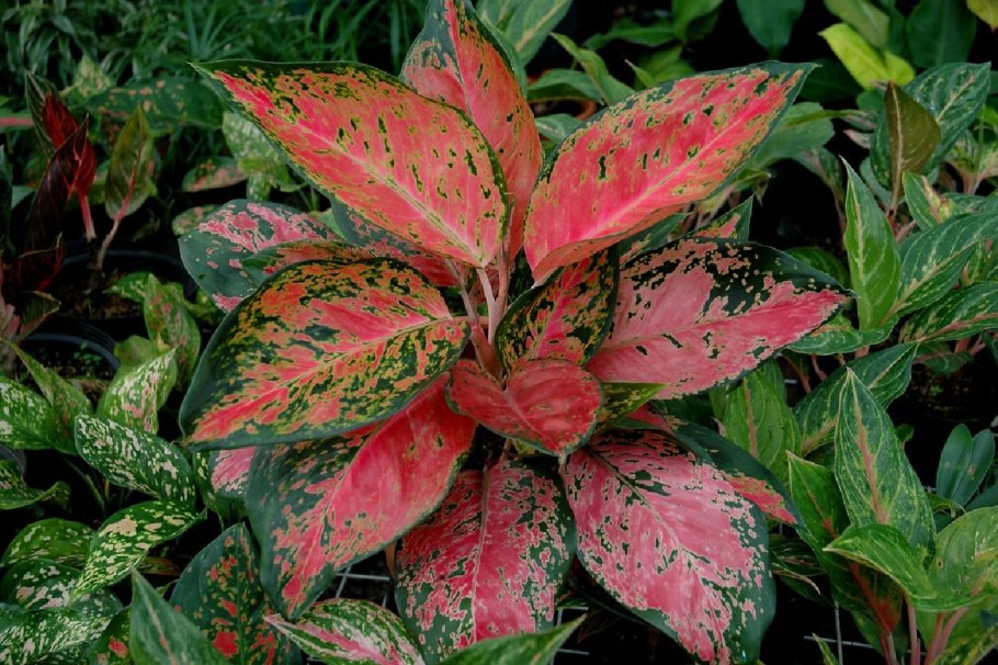 Aglaonema commutatum var. Warburgii