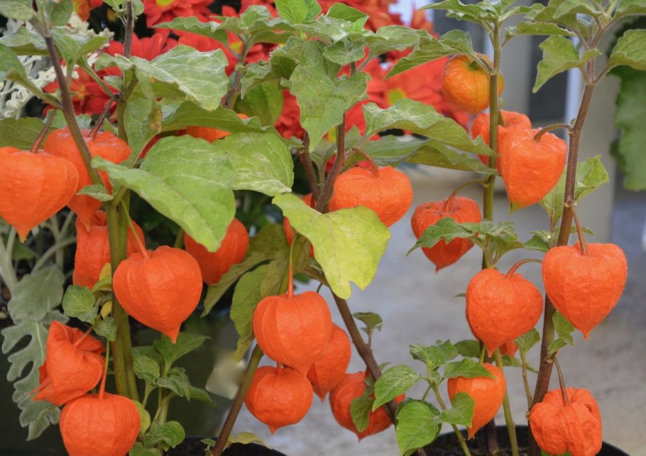 Физалис кустарник