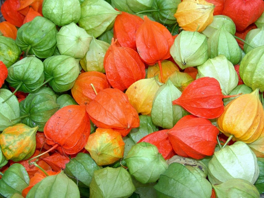 Паслён (Solanum)