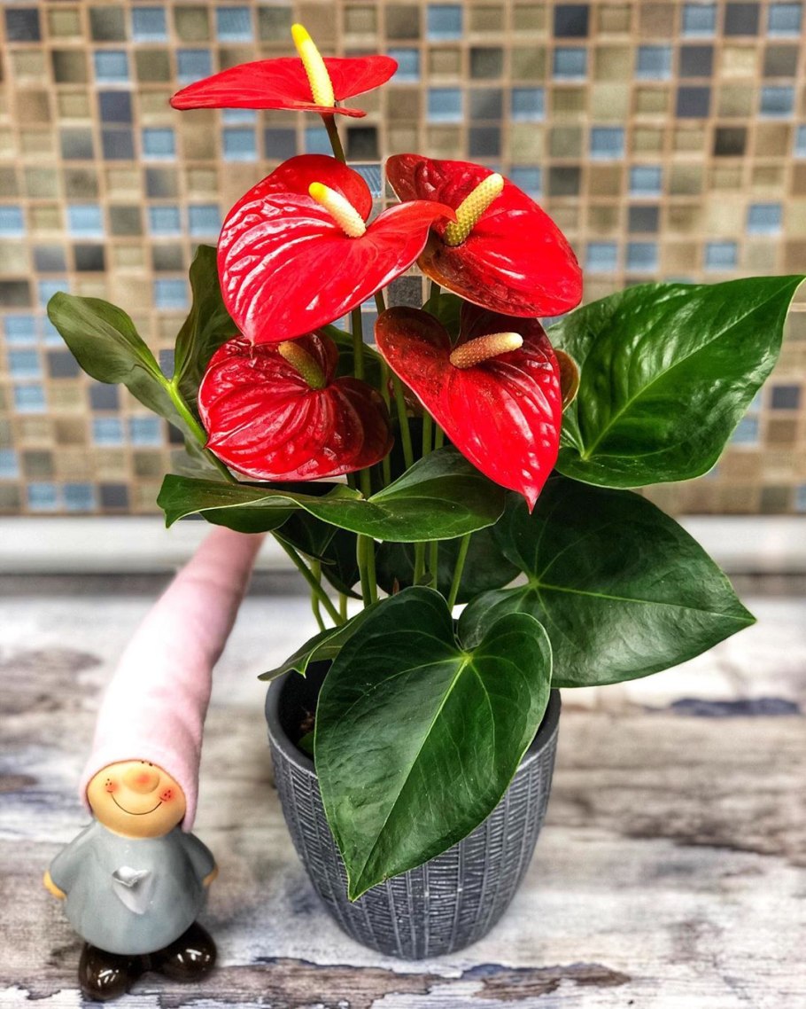 Антуриум синий