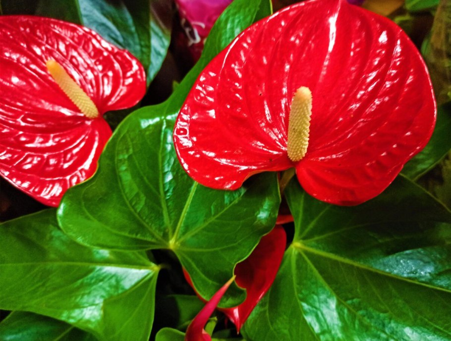 Антуриум Алексия Блю