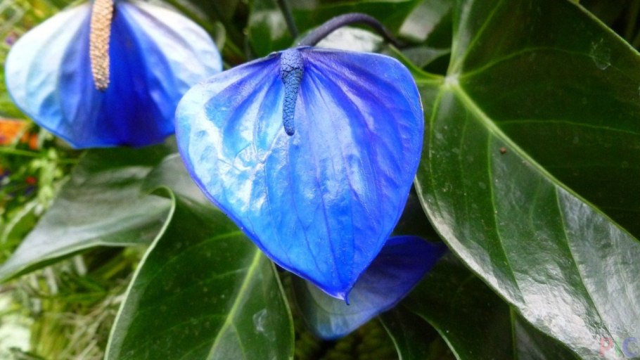 Антуриум Экселент