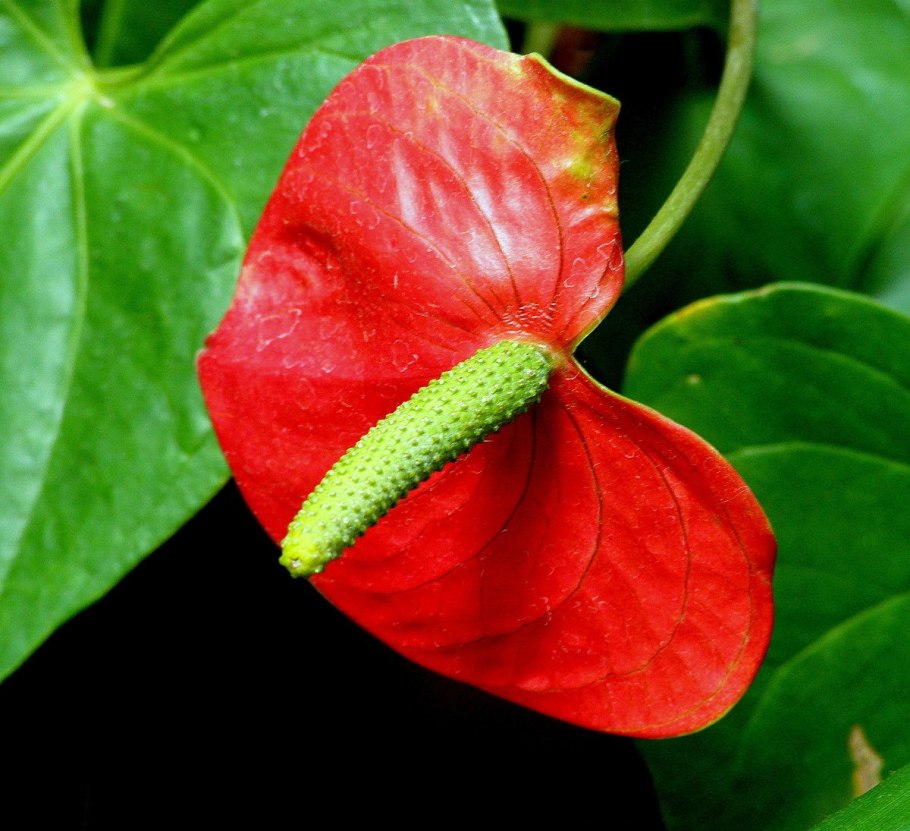 Антуриум лазящий