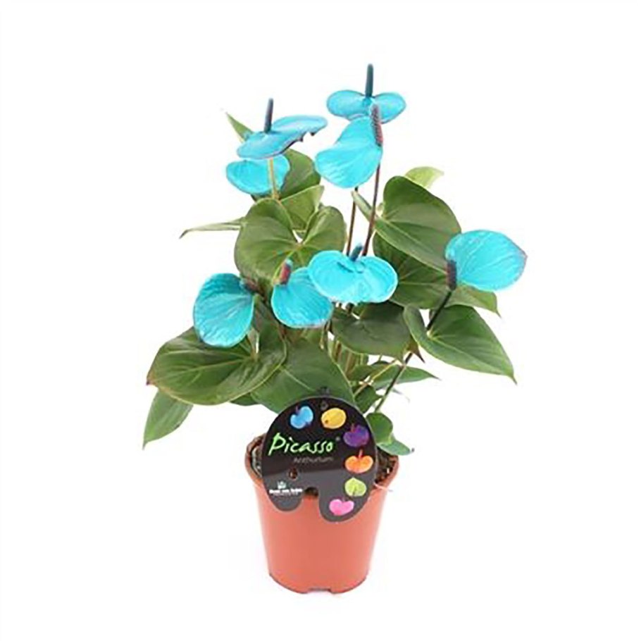 Антуриум Блю