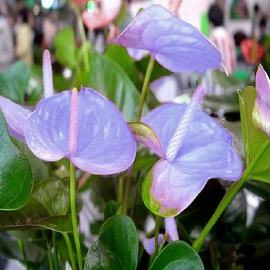 Mystic Антуриум