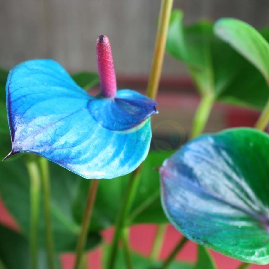 Антуриум Пикассо Блю