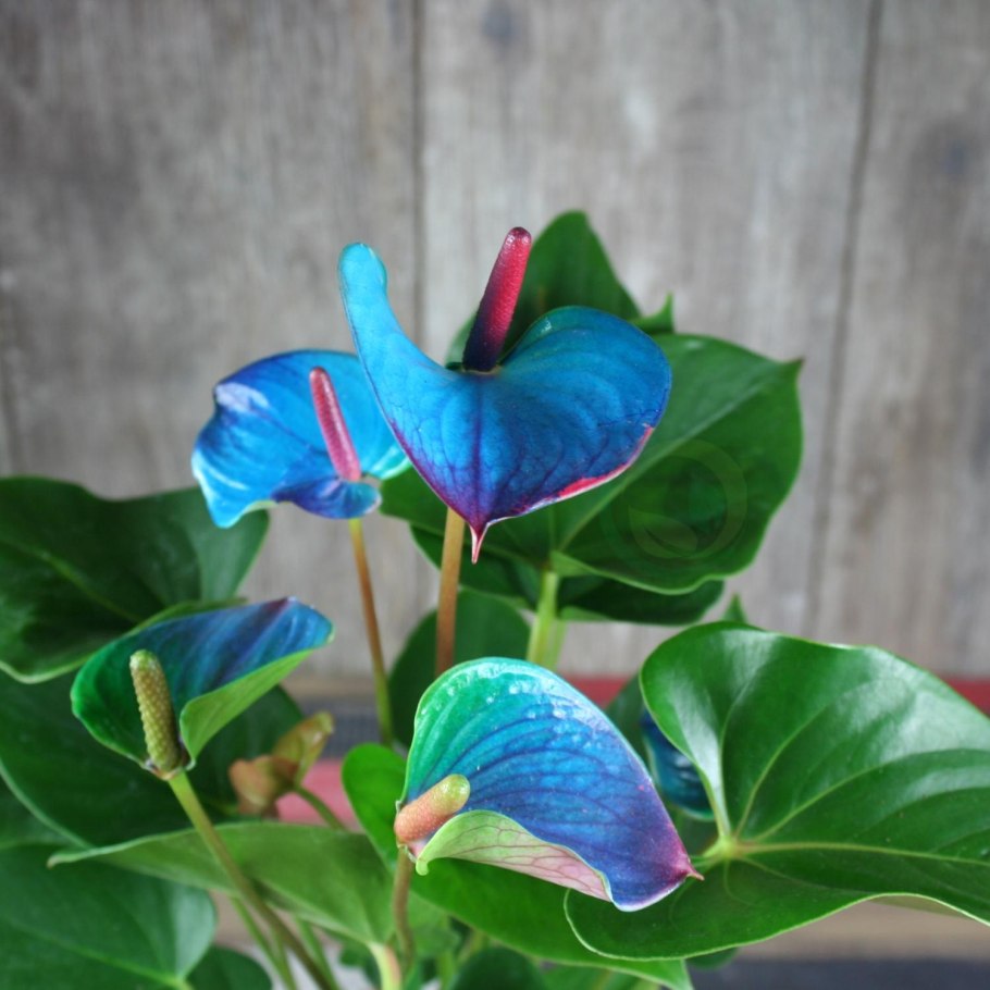 Антуриум Пикассо Блю