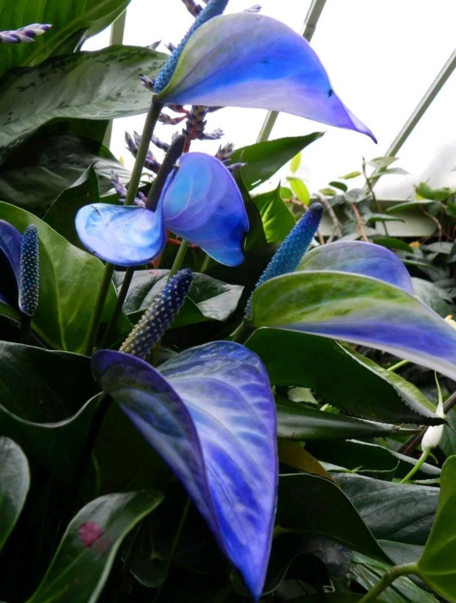 Антуриум фиолетовый