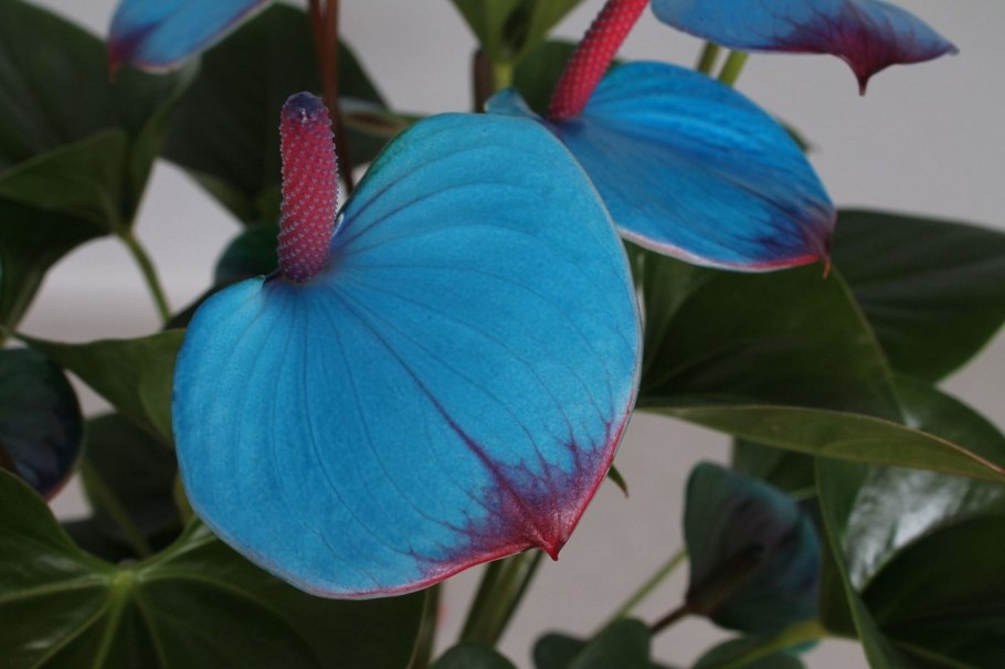 Антуриум Андрианум Пикассо голубой