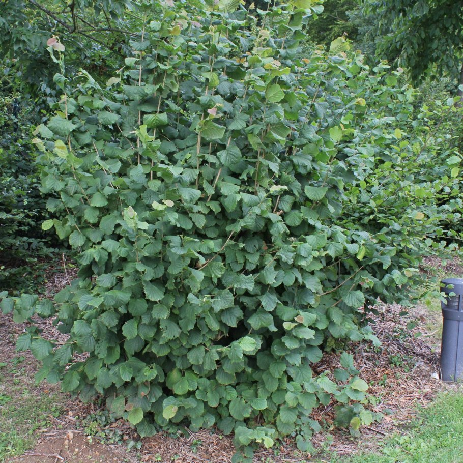 Лещина обыкновенная (Corylus avellana)