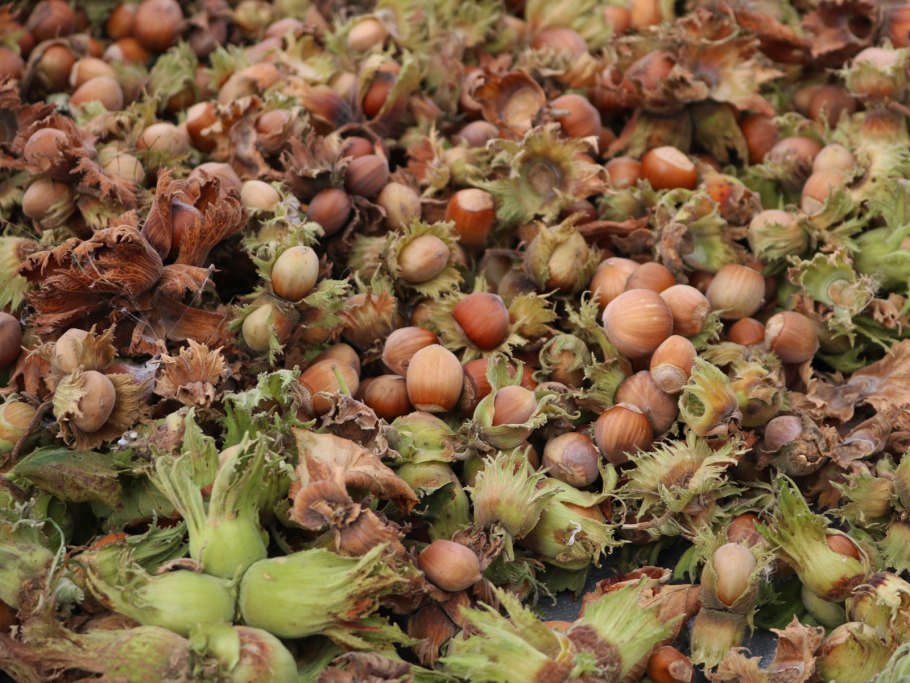 Орешник дерево лещина