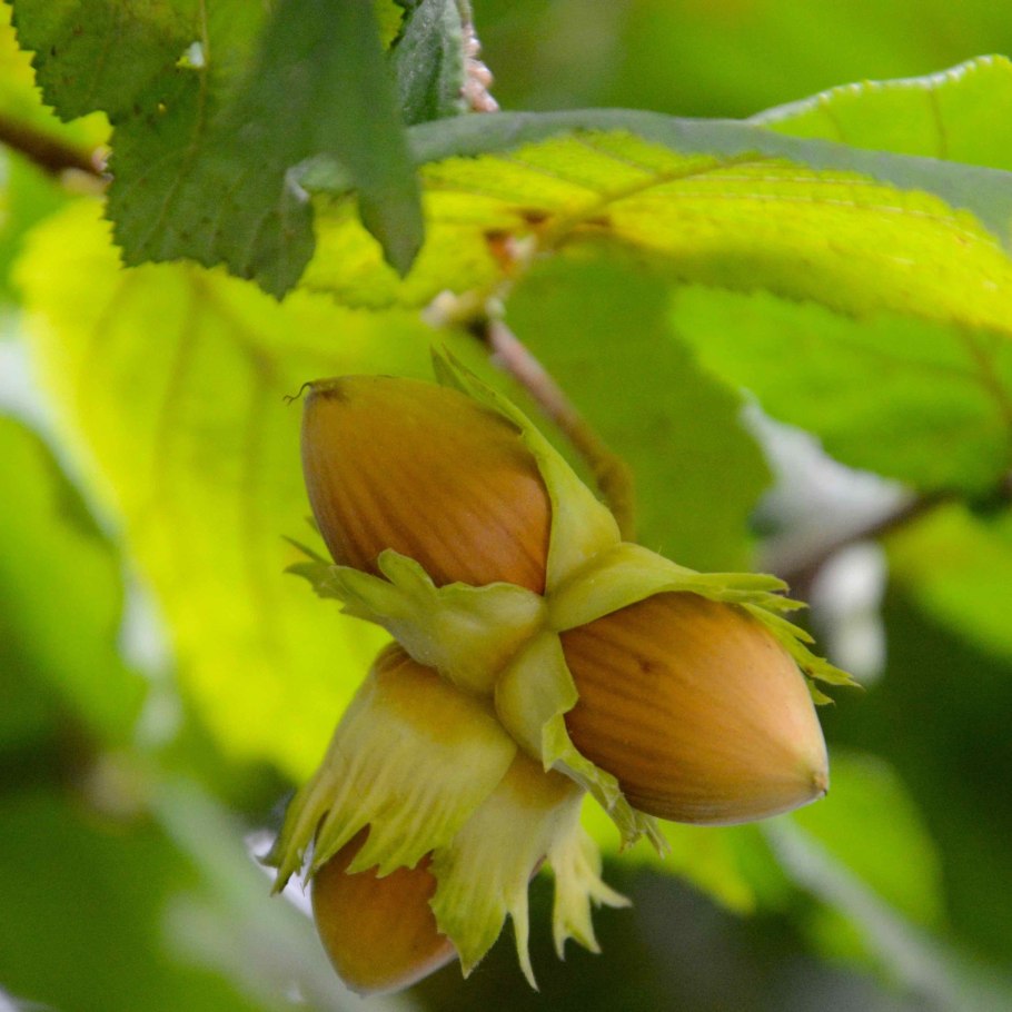 Лещина обыкновенная орешник