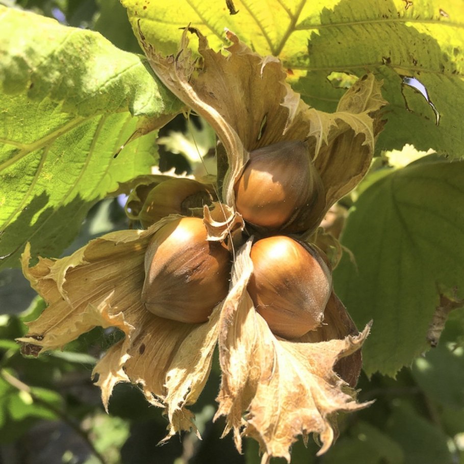 Лесной орех лещина