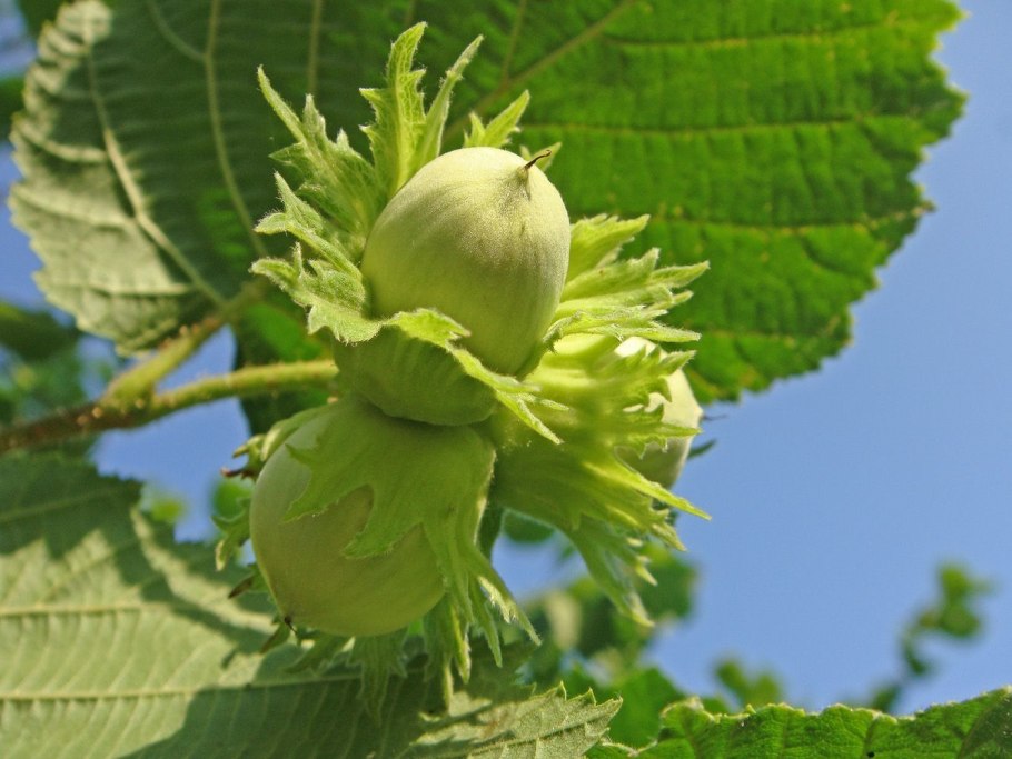 Лещина обыкновенная (Corylus avellana)
