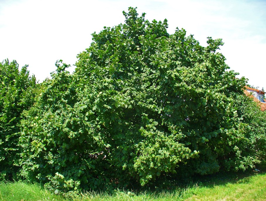 Лещина Трапезунд