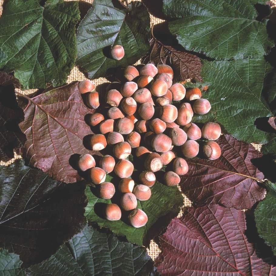 Лесной орех дерево орешник