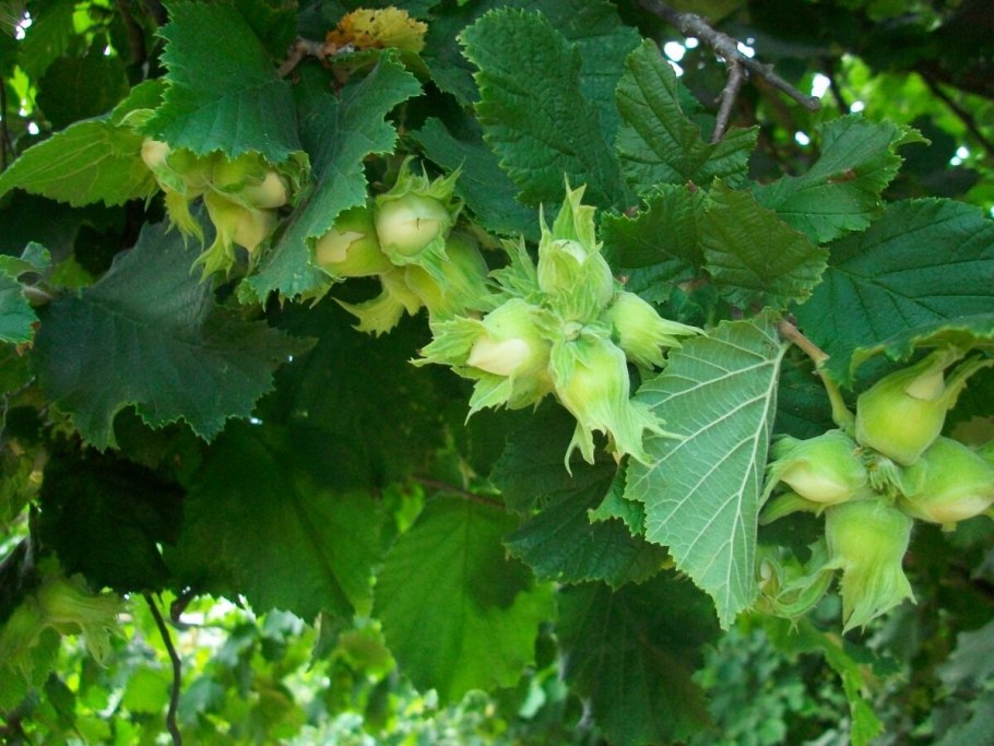 Лещина обыкновенная (Corylus avellana)
