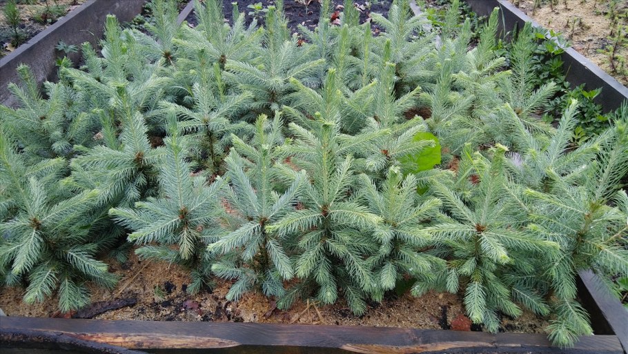 Ель колючая Kaibab