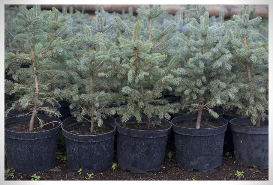 Ель Герман Хаус саженцы