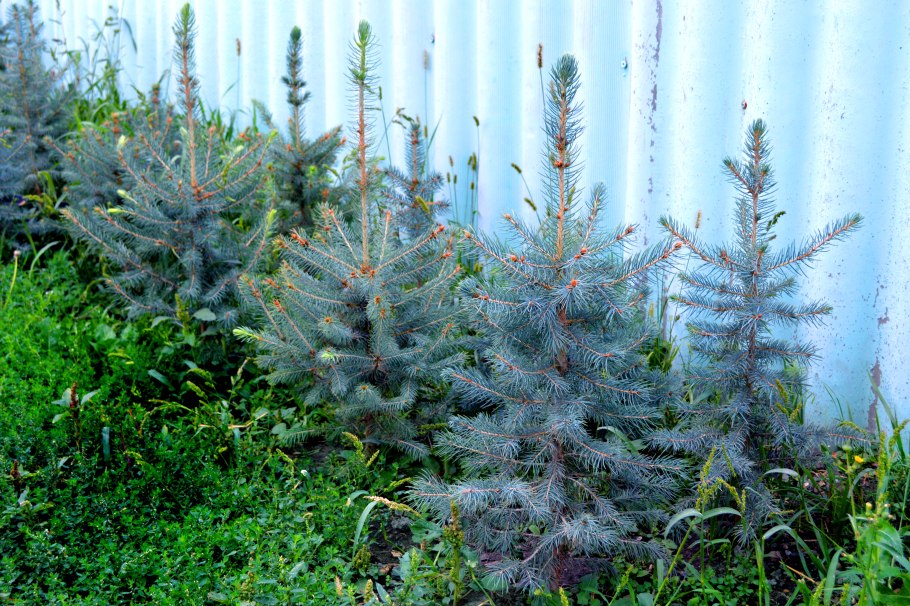 Голубая ель сеянцы
