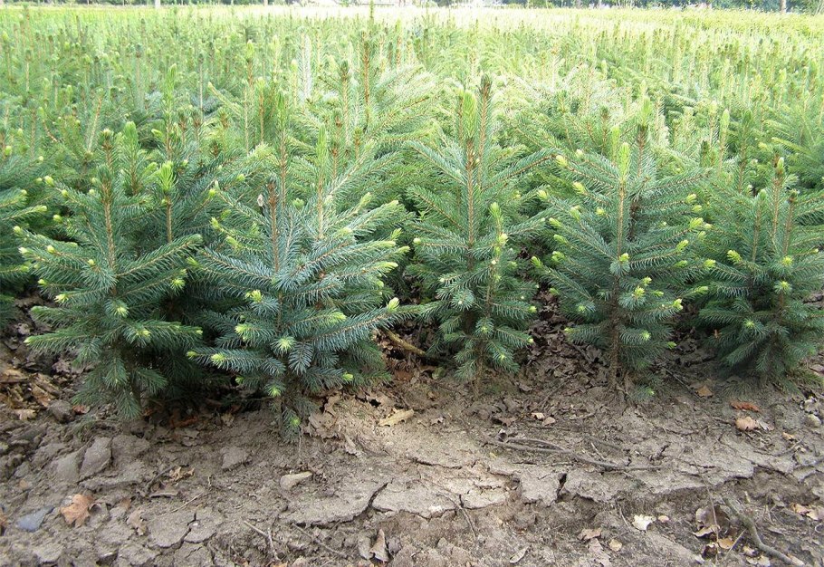 Питомник елей зимой