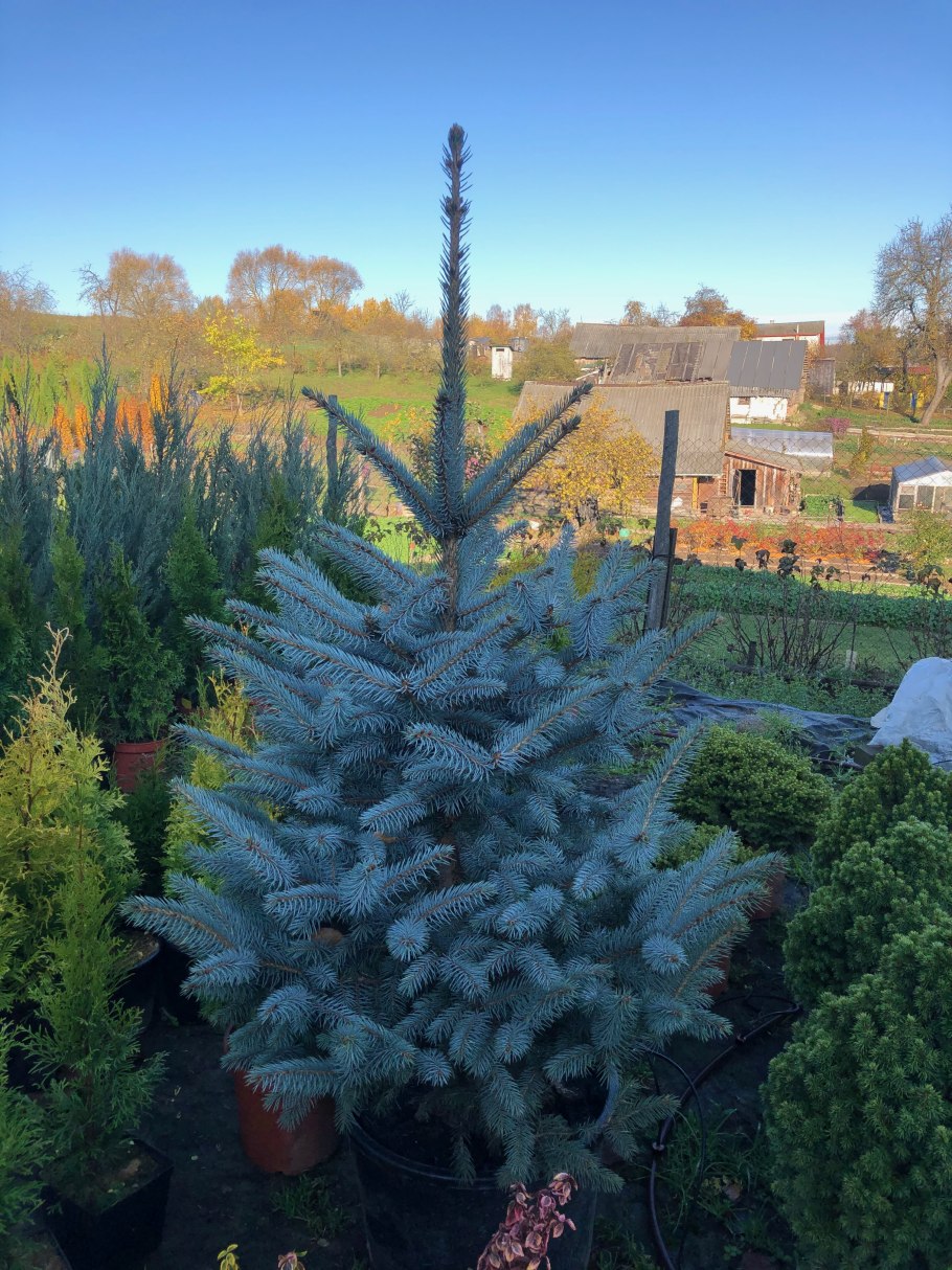 Голубая ель Беатрис Оливия