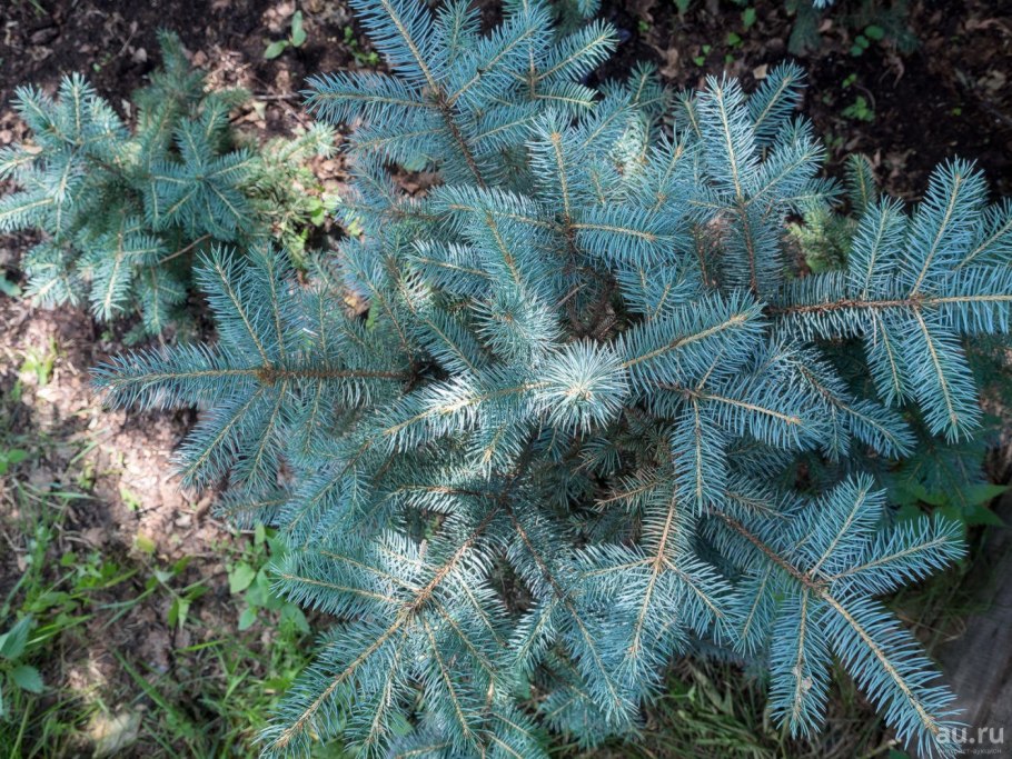 Голубая ель Исеть