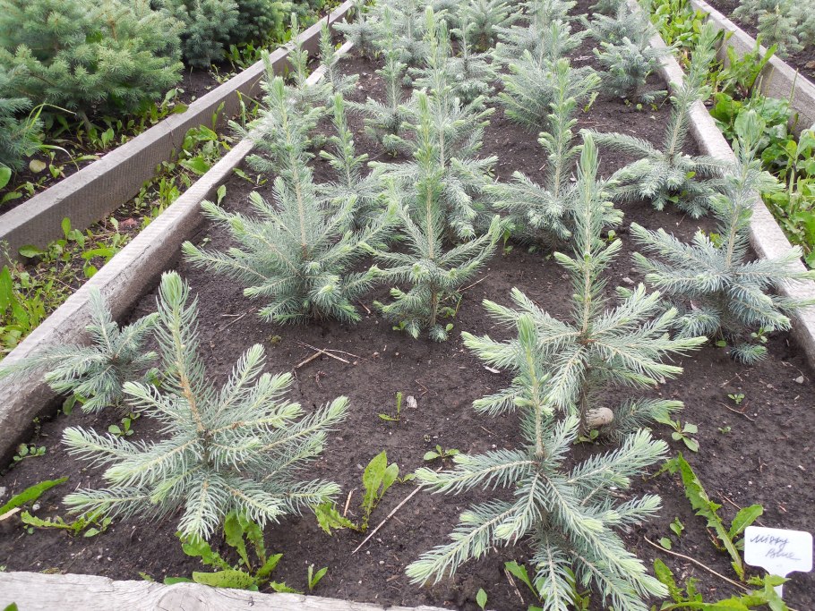 Ель голубая ель колючая