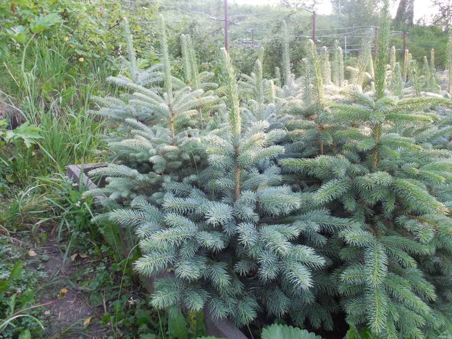 Голубая ель Аурелия