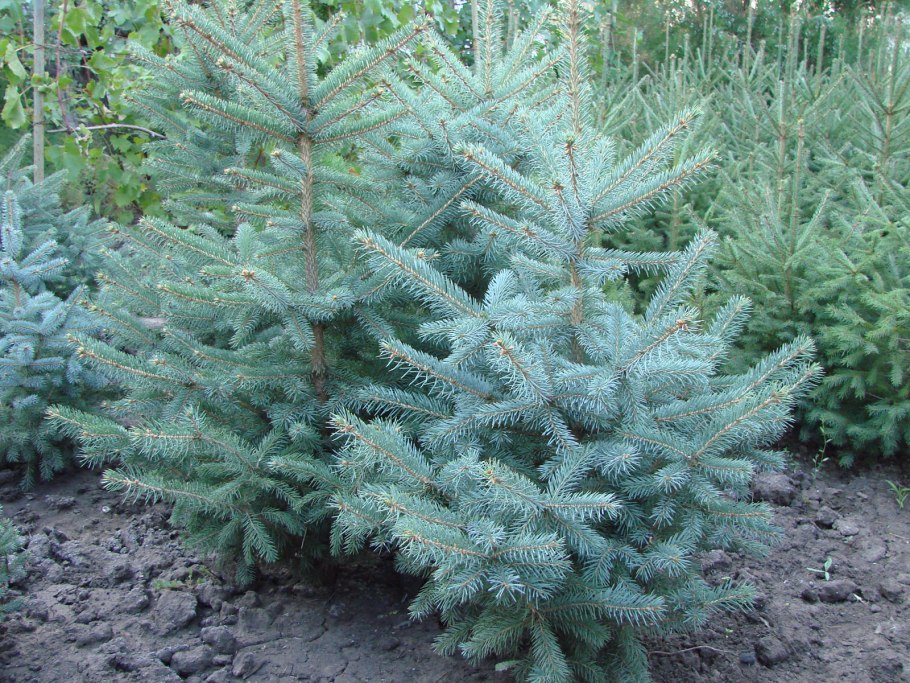Ель колючая голубая саженец